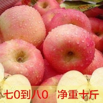 七0-八0礼泉苹果