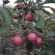 红肉苹果苗木最新培育价格10块一颗