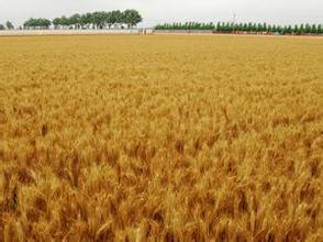 小麦品种的选择