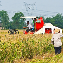 水稻机械收割服务