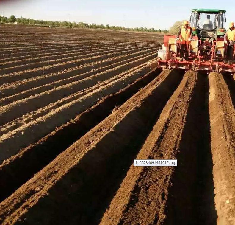 公司产品应用在张家口马铃薯基地及灌溉注意事项