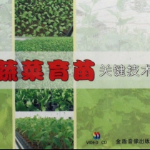 VCD蔬菜育苗关键技术