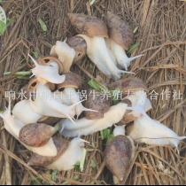 华东白玉蜗牛种苗