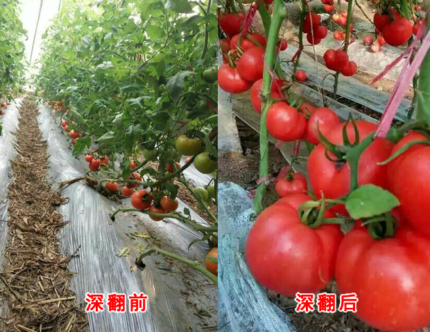土壤板结对蔬菜作物带来危害与解决措施